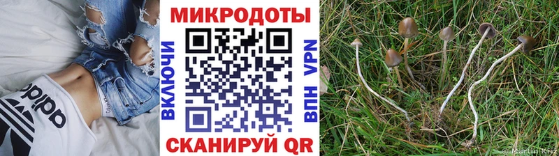 Псилоцибиновые грибы Psilocybe  Купить закладки  Нюрба 